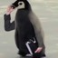 [RAVN]™ Business Goose