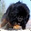 THE NEW TIBETAN MASTIFF 2017