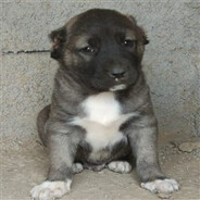 KANGAL avatarı