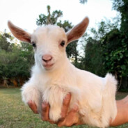 我可太喜欢胡啦