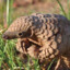 Pangolin Farmer