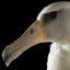 A Wandering Albatross