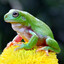 The frog master