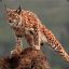 Lince