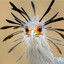 The Bird