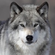 blackwolfv97's Avatar