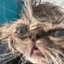 DrunkCat1978