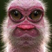 Avestruz que te seduz