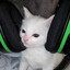 kittymaster7