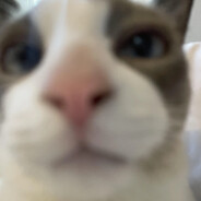 3232