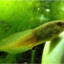 Tadpole