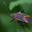 The Boxelder Bug
