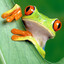 FrogsAreAmazing