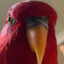 Red J Birb