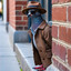 spy