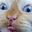Booblick
