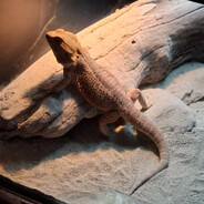 Mortimer
