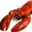 Lobster Slayer