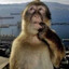 Chimp