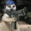 Mediocre Meerkat