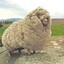 wildsheep