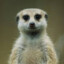 meerkat