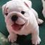 baby bulldog