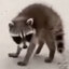 Runt Raccoon