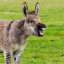 ZONKEY