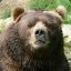 &gt;rednex&lt;kodiak_bear