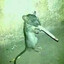 Smoking rat