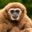 Cheeky Gibbon