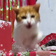 小琳和兔子提琴