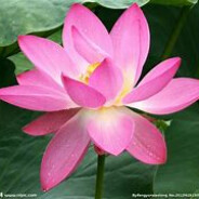 91传媒❀荷花❀