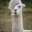 Emo Llama