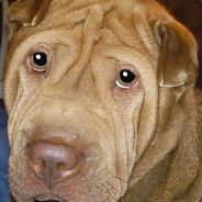 ƒﻪltغnҢund /voƒ