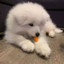 小狗熊