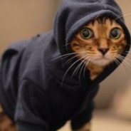 HoodieCat