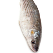 avatar Fish