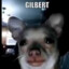 Gilbert