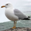 Seagull