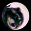 SRaccoon780