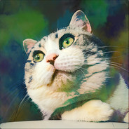 Chairman Meow
