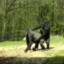 Gorilla Doggy-style