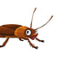Oh Cockroach!