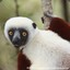 Creamur Lemur