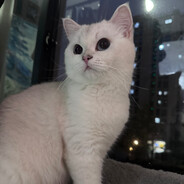 apex糕手喜欢打手枪