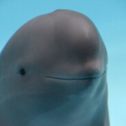 aPorpoise