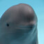 aPorpoise