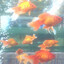 goldfish1